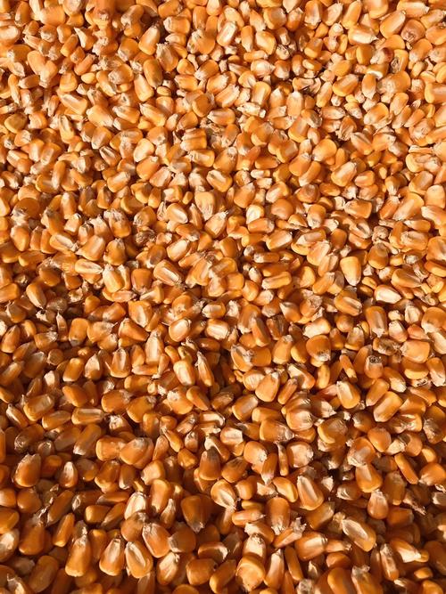 饲料玉米多少钱一斤配图
