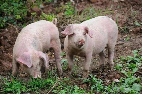 饲料猪和农家猪营养价值一样吗配图
