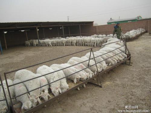 唐县育肥羊的饲料配方配图