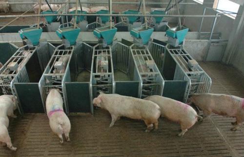 投资一个猪饲料厂需要多少钱配图