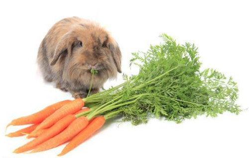 兔子吃什么饲料最好配图