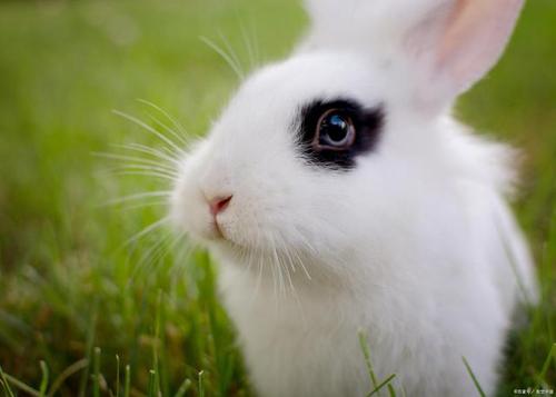 兔子能吃饲料吗兔子最适合吃什么?配图