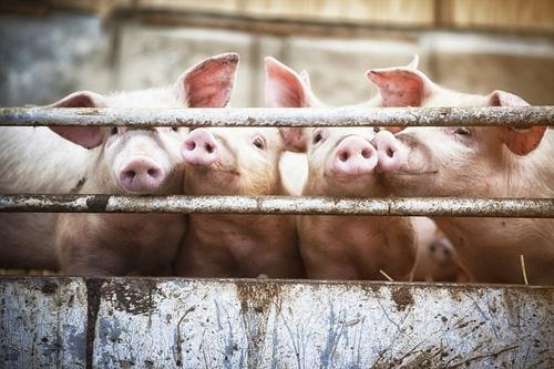 为何发酵饲料不能长期喂猪配图