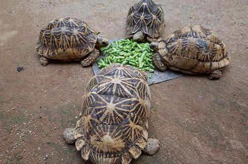 乌龟不吃饲料怎么办配图