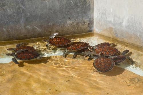 乌龟喂鱼虾和喂饲料的区别配图