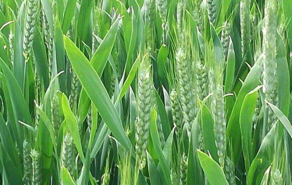 小麦作为能量饲料应注意哪些问题配图