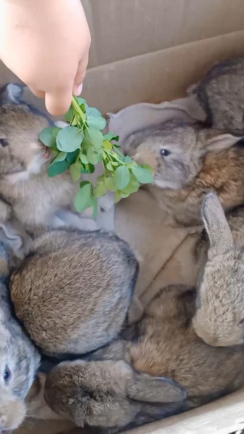 小兔子吃苜蓿草还是饲料配图