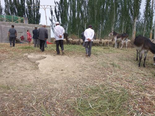 新疆畜牧科学院饲料研究所配图