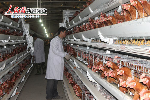 新疆鸡饲料厂配图
