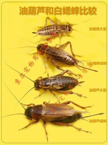 蟋蟀白虫饲养饲料配图