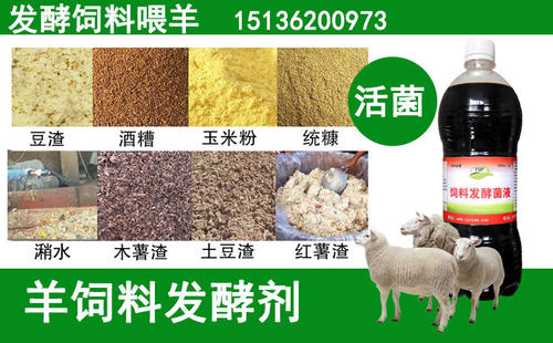 羊吃发酵饲料有什么好处配图
