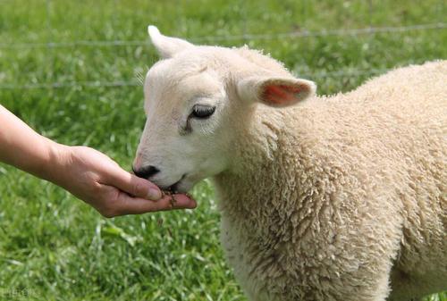 羊的饲料有哪些吃什么饲料是最好的配图