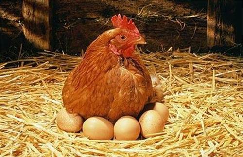 养鸡如何降低饲料成本配图