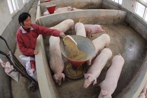 养猪如何降低饲料成本配图