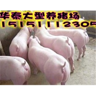 宜昌猪饲料批发市场配图
