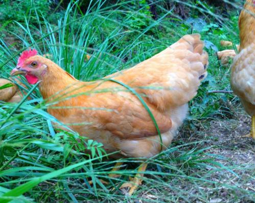 一斤左右的鸡一天吃多少饲料配图