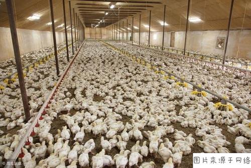 一万只蛋鸡一天吃多少饲料配图