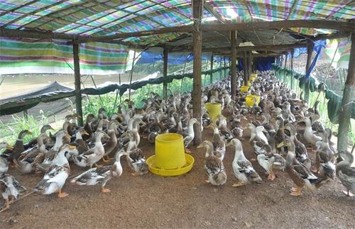 一千只鸭子一天吃多少饲料配图