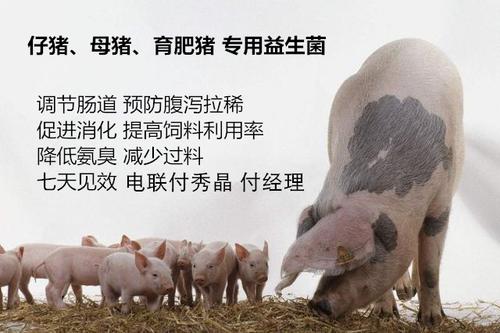 益生菌猪饲料制作方法配图