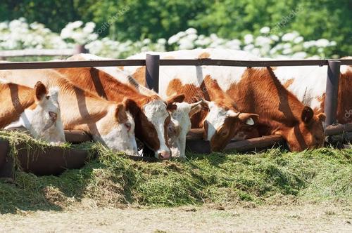 一头奶牛一年吃多少饲料配图