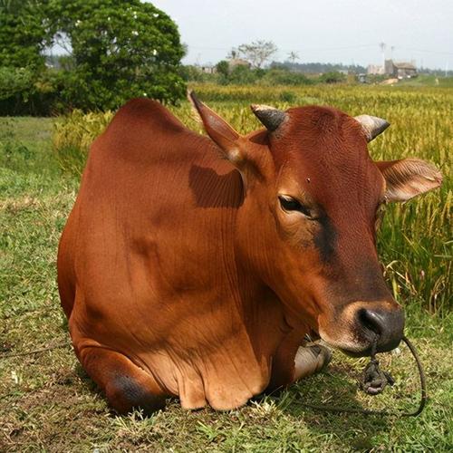 一头牛吃多少饲料配图