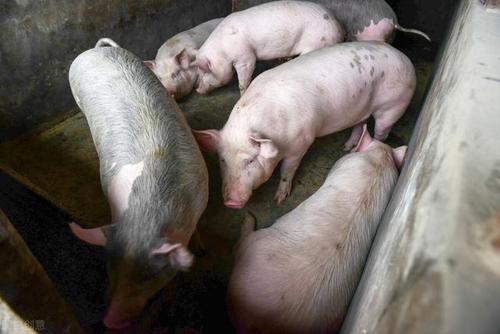 一头猪吃多少斤饲料配图