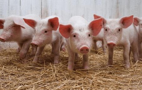 一头猪从出生到出栏吃多少饲料配图