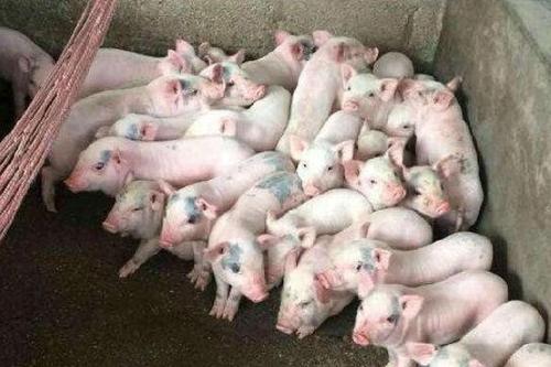 一头猪每天吃多少饲料配图