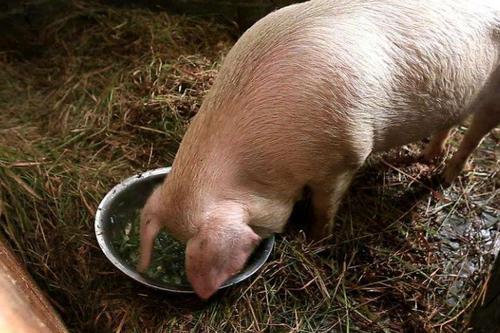 一头猪每天喂多少饲料配图