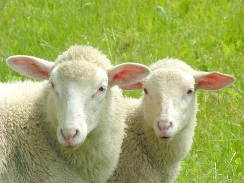 一只羊一天吃多少斤草和饲料配图