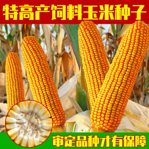 玉米饲料厂玉米多少钱一斤配图