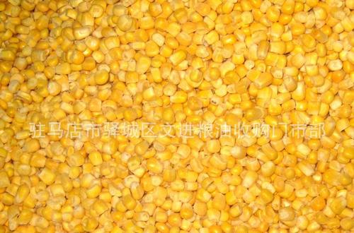 玉米作为饲料原料的主要营养特点配图