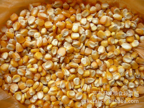云南饲料厂家一般购买哪个产地的玉米配图