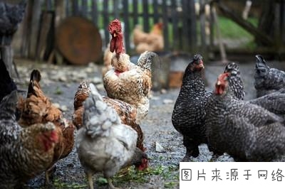 在家禽养殖过程中在饲料中添加配图