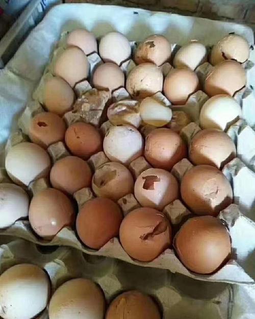 正大蛋鸡饲料为什么鸡吃了之后下软皮蛋配图