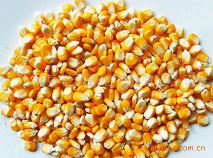 中国玉米饲料网配图