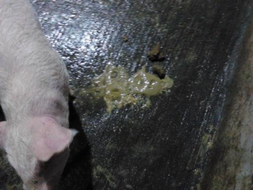 猪吃了发酵饲料为什么会拉稀配图