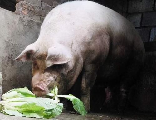 猪吃什么饲料长得快肥得快配图