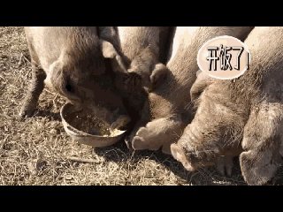 猪吃饲料的动态图片配图