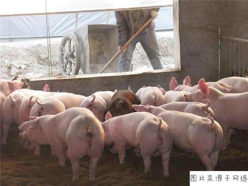 猪吃饲料对人体有害吗配图