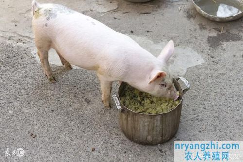 猪吃饲料和不吃饲料的区别配图
