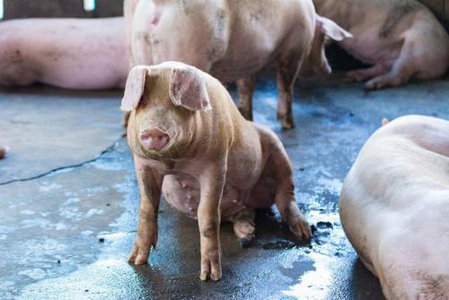 猪吃饲料中毒图片配图