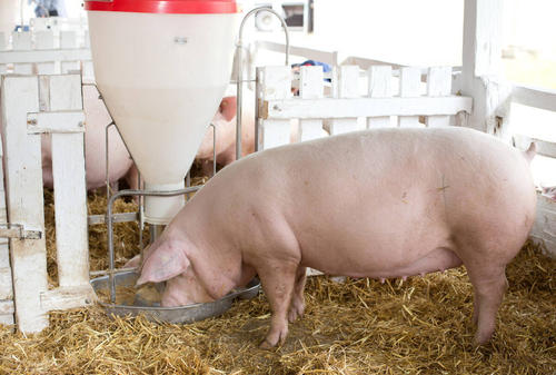 猪每天吃多少饲料表配图