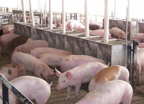 猪饲料无抗对猪有什么影响配图