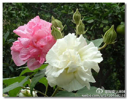 芙蓉花