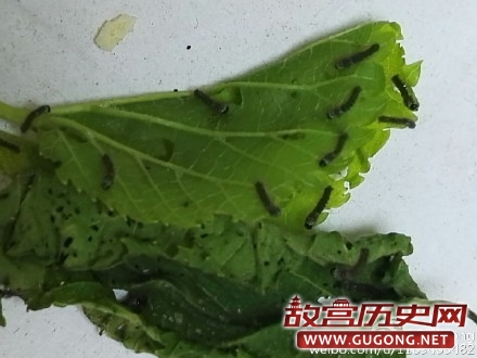 中国古代蚕种西传的“三种说法”