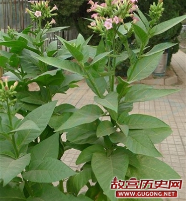 揭秘烟草在中国的历史