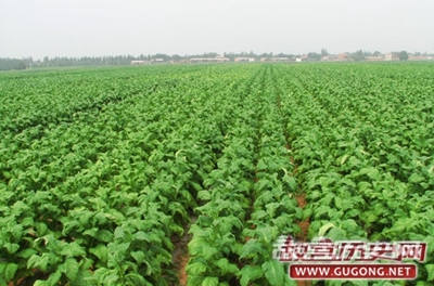 揭秘烟草在中国的历史