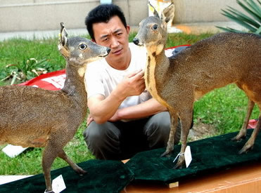 林绍碧(林律师:晚上好！我有一点婚姻上的事想咨询你，我户口在男方户...)