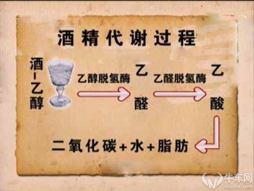 半杯红酒的酒精多长时间能代谢掉